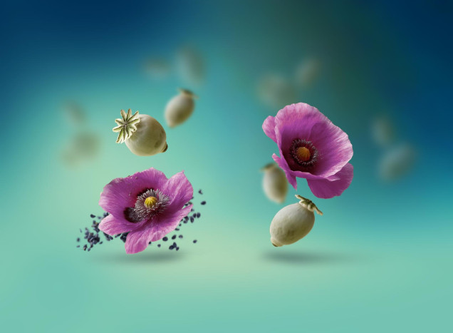 Organic poppy seed oil
