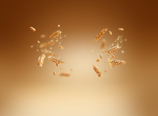 Wheat germ oil